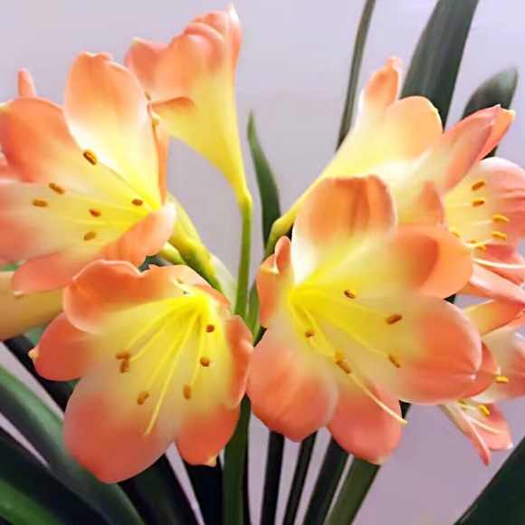 susans_shop
